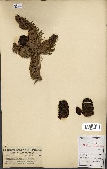 spécimen de Abies amabilis