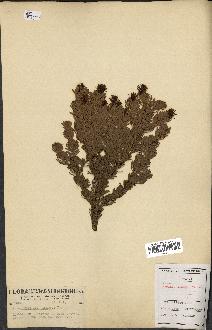 spécimen de Abies amabilis