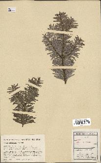 spécimen de Abies amabilis