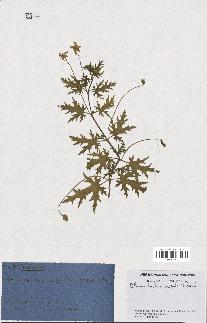 spécimen de Blumenbachia insignis