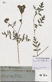 spécimen de Phacelia tanacetifolia