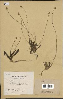 spécimen de Plantago lanceolata