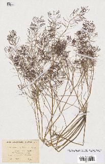 spécimen de Arabidopsis thaliana