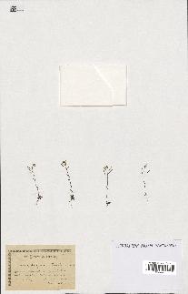 spécimen de Arabidopsis thaliana