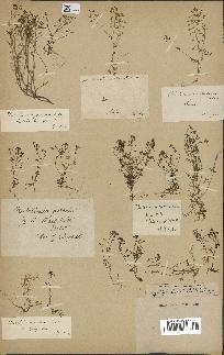 spécimen de Hornungia petraea