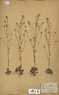 spécimen de Arabidopsis thaliana