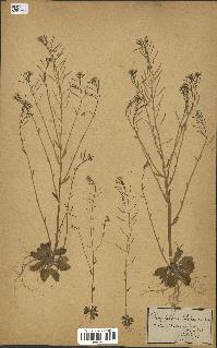 spécimen de Arabidopsis thaliana