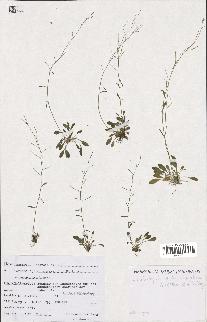 spécimen de Arabidopsis lyrata