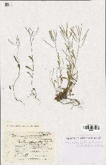 spécimen de Arabidopsis lyrata