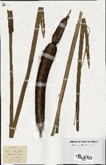 spécimen de Typha latifolia