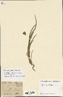 spécimen de Typha latifolia