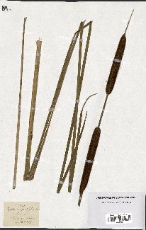 spécimen de Typha angustifolia