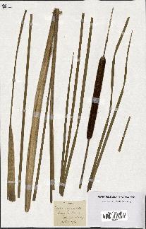 spécimen de Typha angustifolia