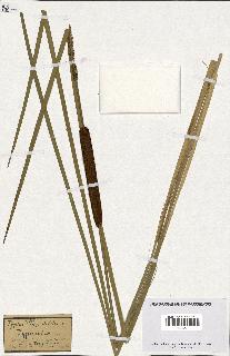 spécimen de Typha angustifolia
