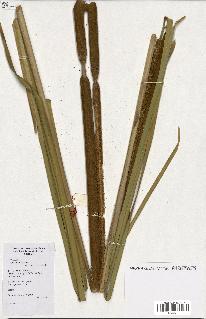 spécimen de Typha angustifolia