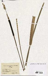 spécimen de Typha elata