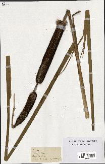 spécimen de Typha sp.