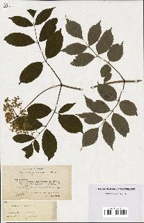 spécimen de Sambucus canadensis