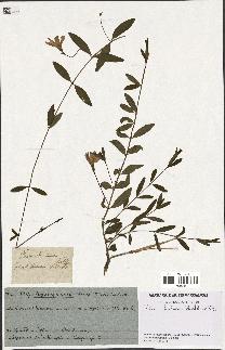 spécimen de Vinca herbacea