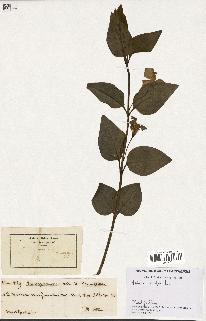 spécimen de Vinca major