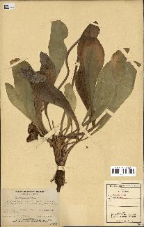 spécimen de Sarracenia purpurea