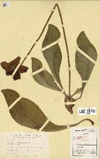 spécimen de Sarracenia purpurea