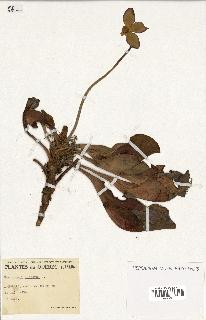 spécimen de Sarracenia purpurea