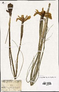 spécimen de Iris juncea