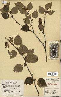 spécimen de Betula papyrifera