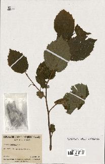 spécimen de Corylus cornuta