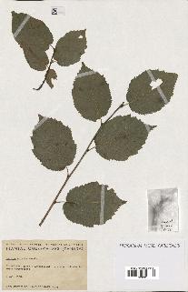 spécimen de Corylus cornuta