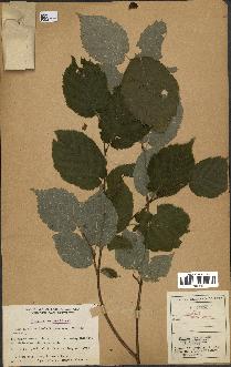 spécimen de Corylus cornuta