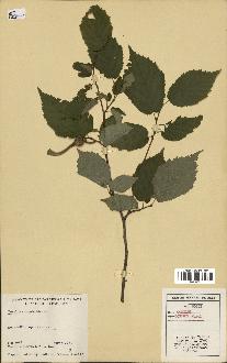 spécimen de Corylus cornuta