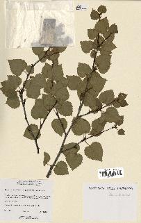 spécimen de Betula papyrifera