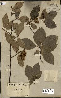 spécimen de Fagus sylvatica