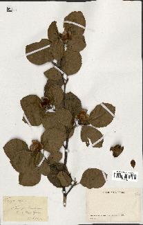 spécimen de Fagus sylvatica