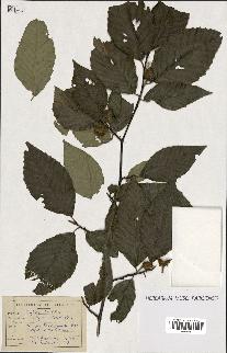 spécimen de Fagus grandifolia