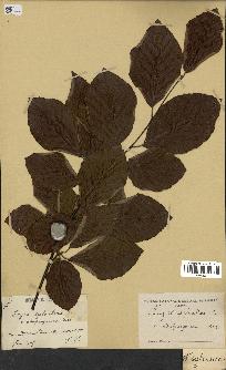 spécimen de Fagus sylvatica