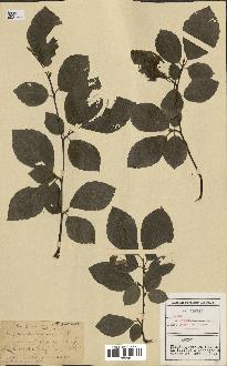 spécimen de Fagus sylvatica