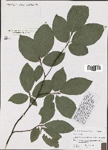 spécimen de Fagus sylvatica