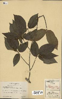 spécimen de Fagus grandifolia
