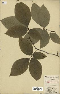 spécimen de Fagus grandifolia