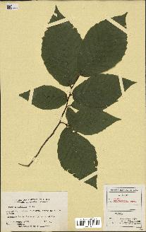 spécimen de Fagus grandifolia