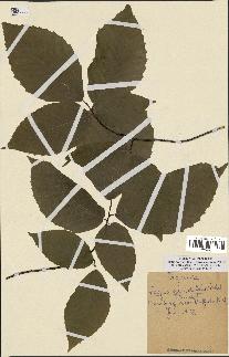 spécimen de Fagus grandifolia