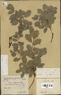spécimen de Quercus infectoria