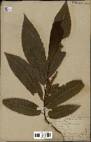 spécimen de Castanea sativa