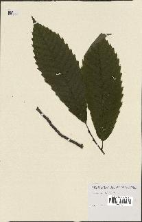 spécimen de Castanea sativa