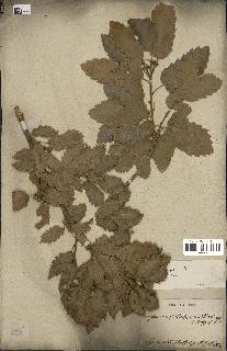 spécimen de Quercus lusitanica