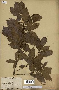 spécimen de Quercus mongolica