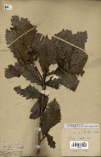 spécimen de Quercus mongolica